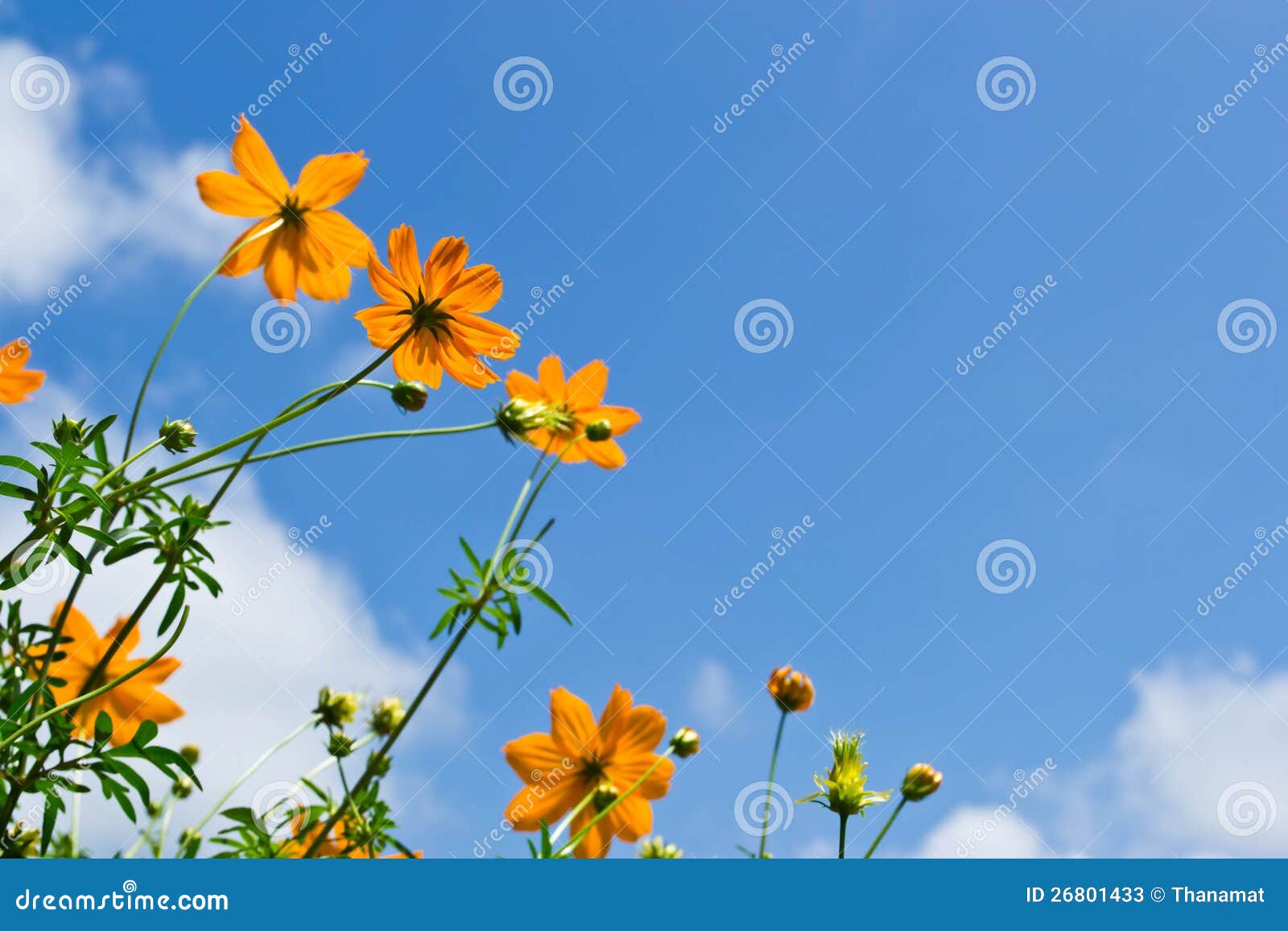 Flower background and sky stock image. Image of color - 26801433