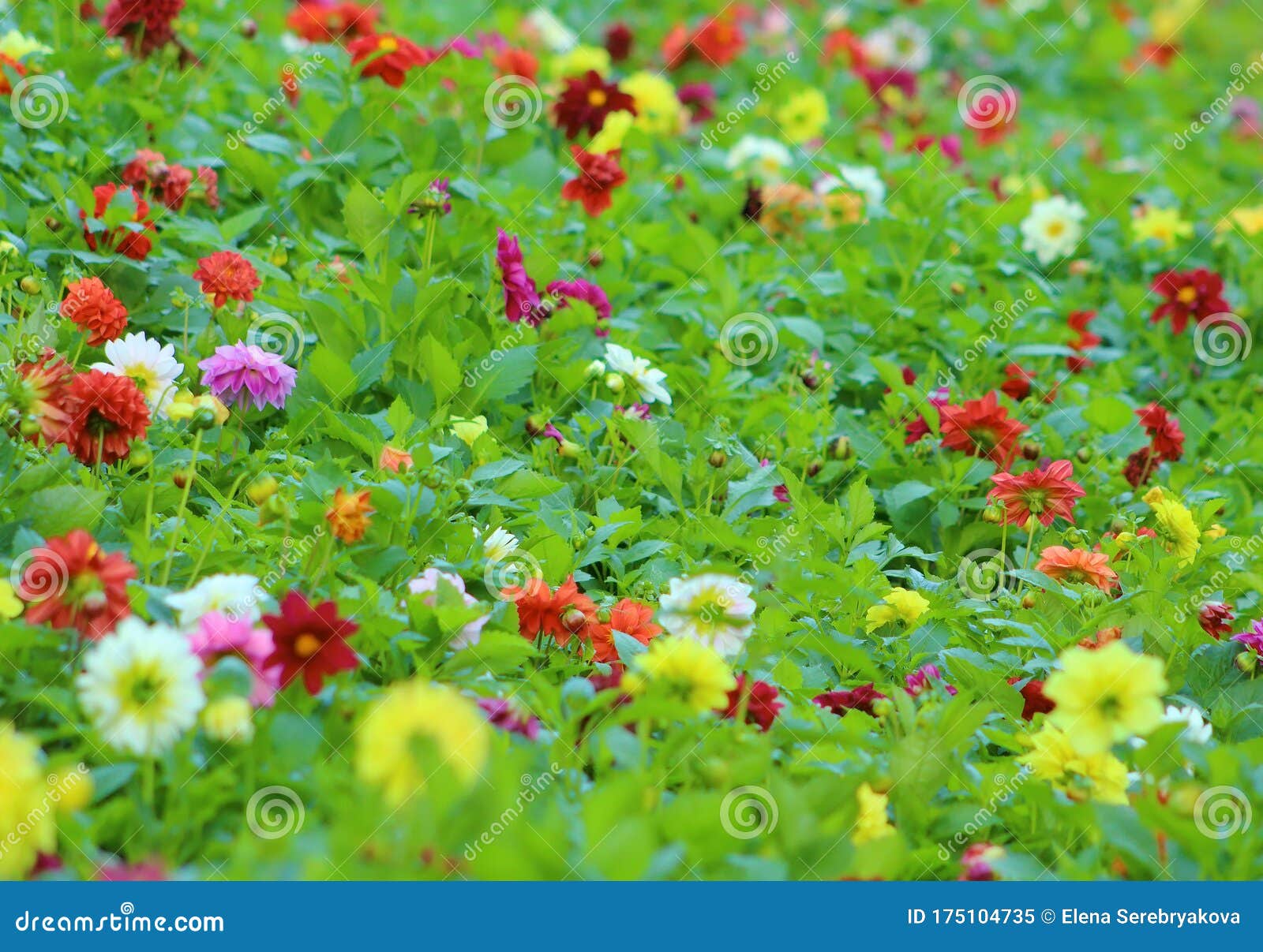 Best 500 Garden Photos HD  Download Free Photos On Unsplash