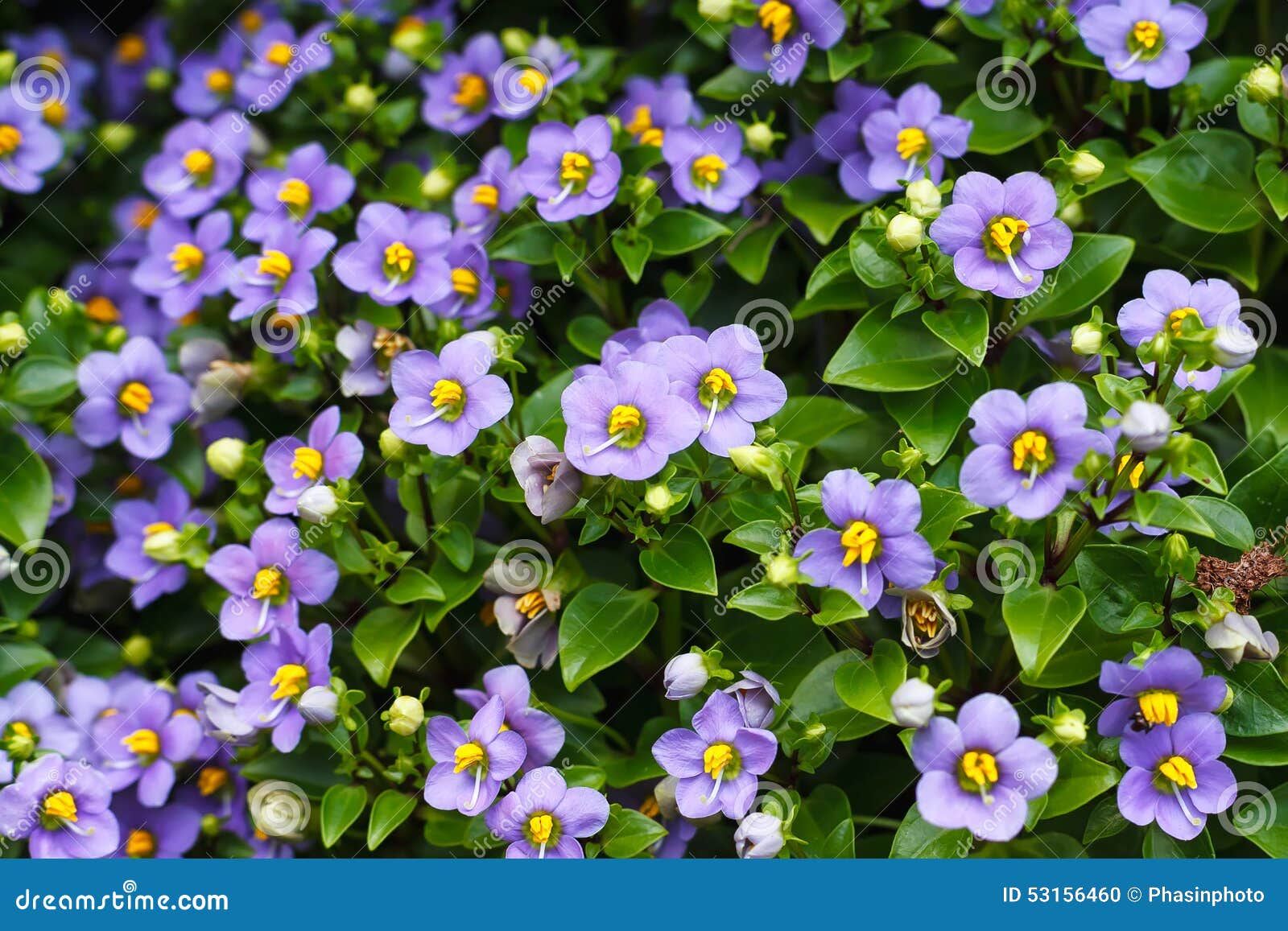 flower background texture beautiful persian violet