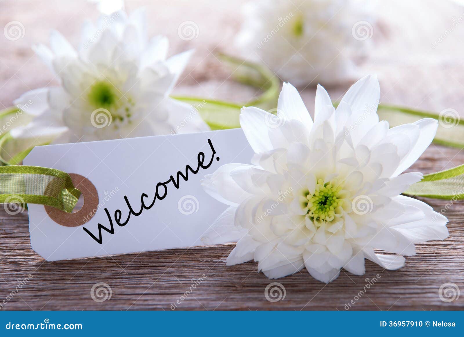 Flower Background With Welcome Stock Photo Image Of Flowers Banner