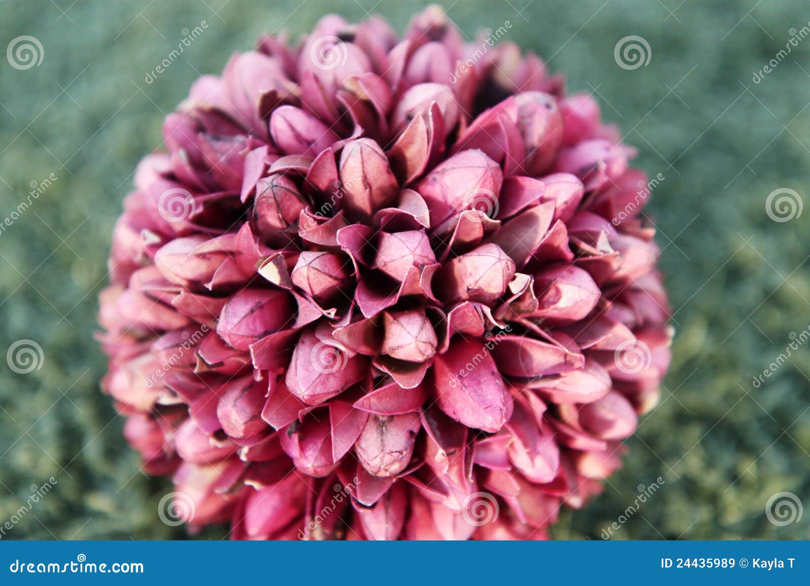Flower ball stock image. Image of petal, composition - 24435989