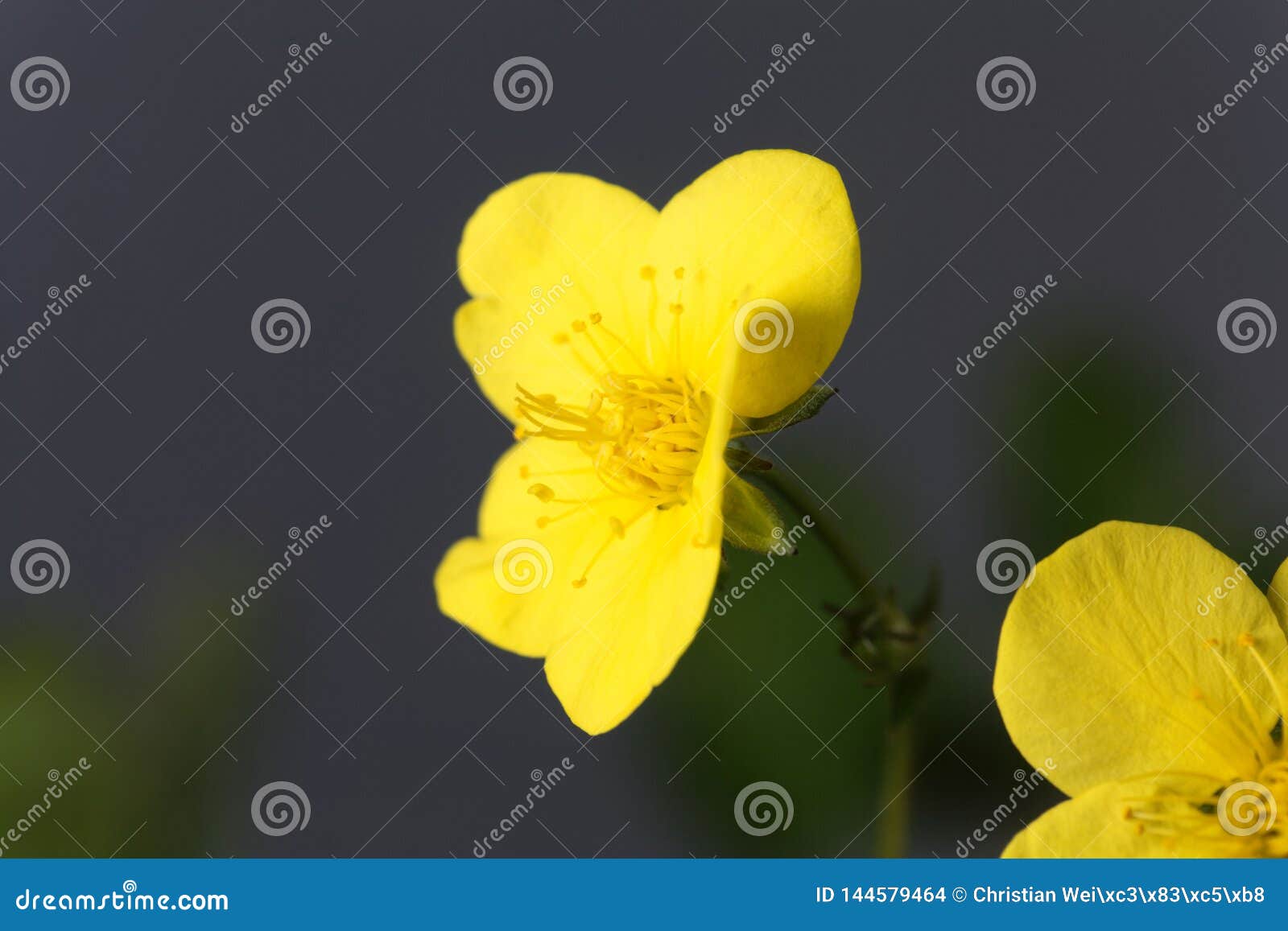 flower of the barren strawberry waldsteinia ternata