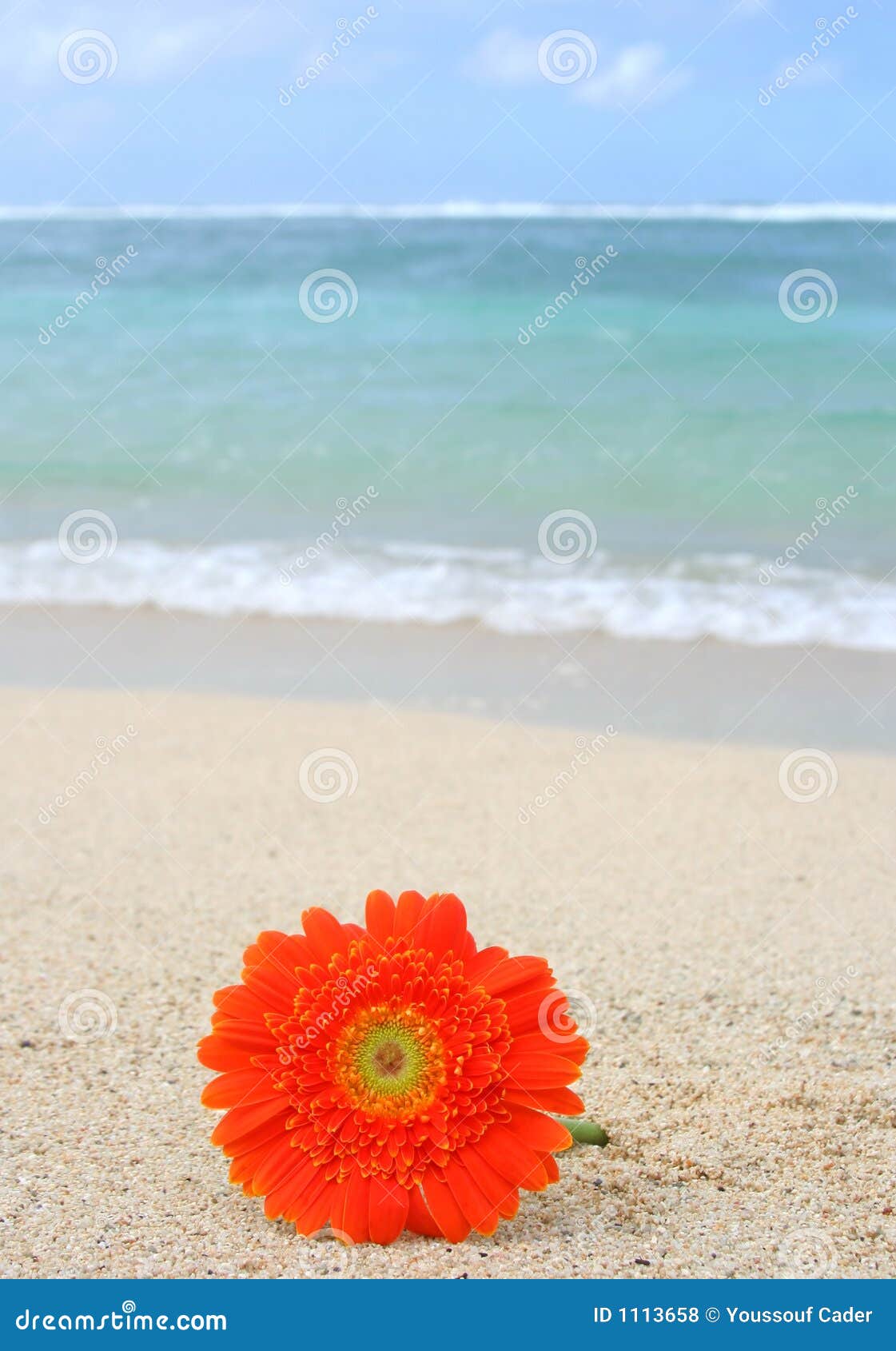 Flower on the beach stock photo. Image of gerbera, clear 1113658