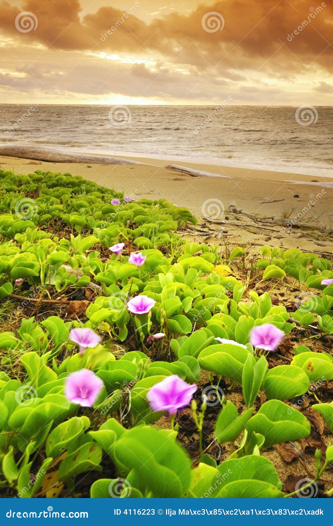 Flower on the beach stock image. Image of mauritius, panoramic 4116223