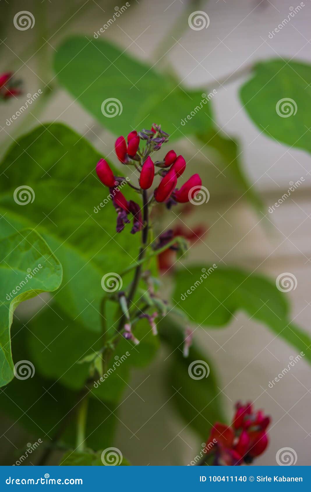 Flower beans stock photo. Image of blossom, beverage 100411140