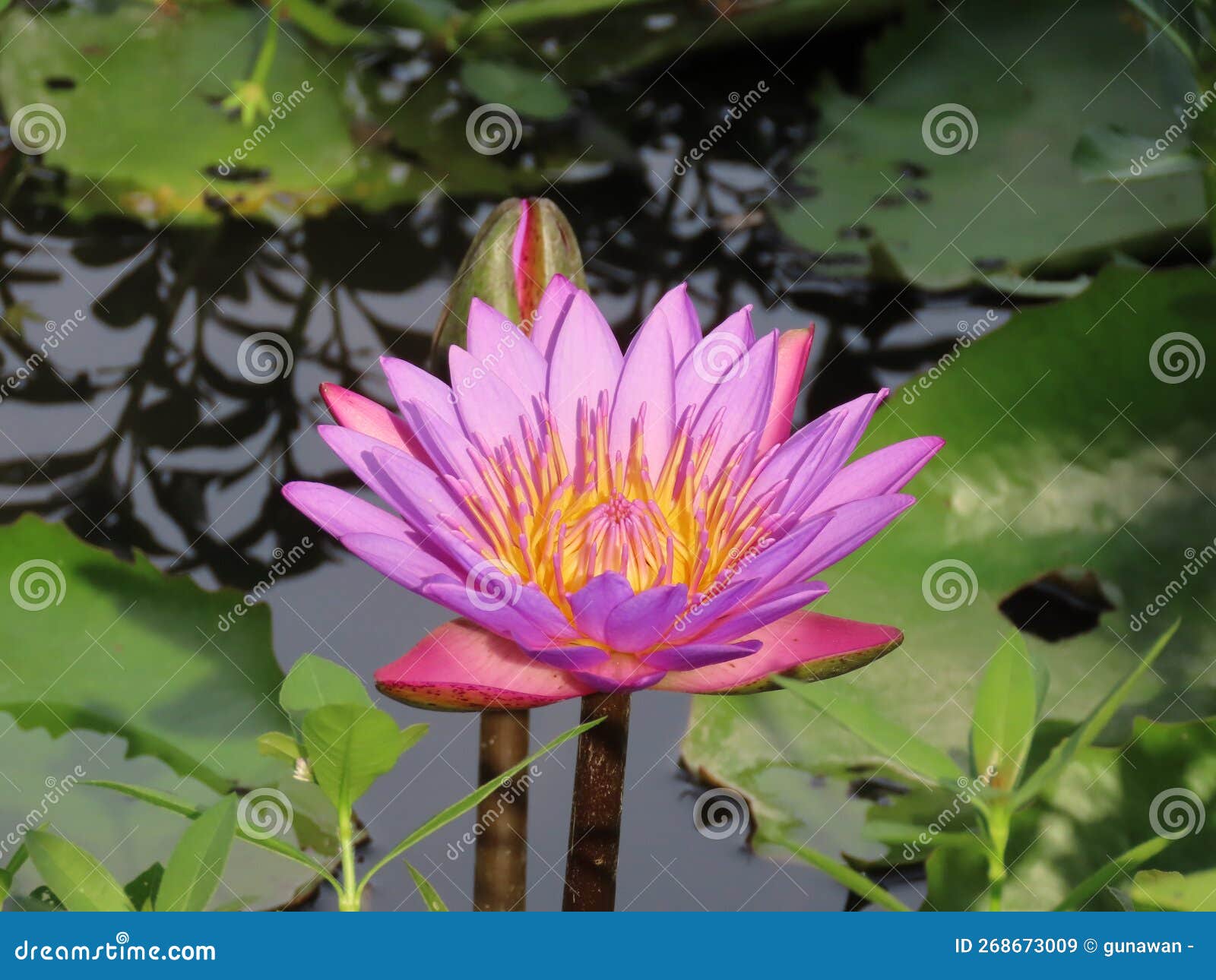 The Flower with Beautiful Color Stock Image Image of flower