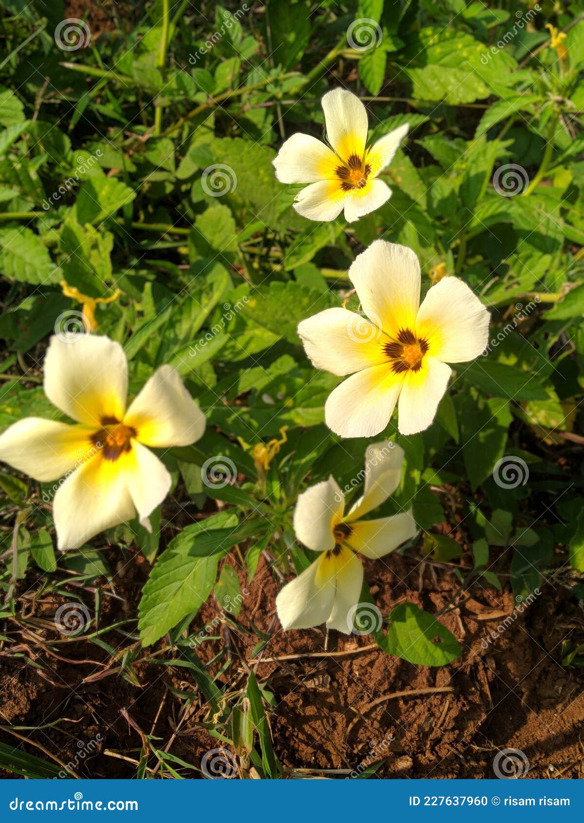 FLOWER BEAUTiFUL CUTE stock photo. Image of wildflower 227637960