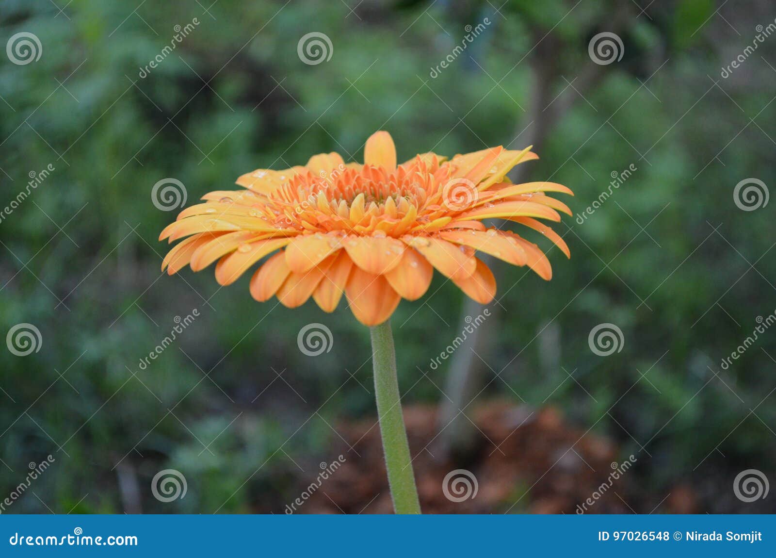 Flower stock photo. Image of cute, flowers, colour, gerbera 97026548