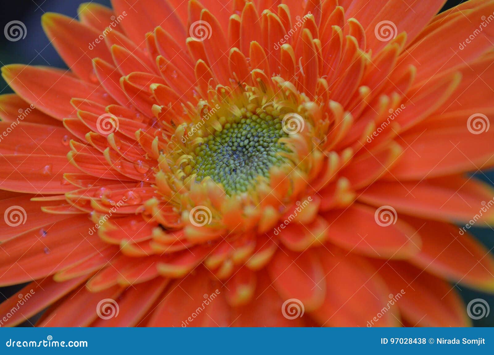 Flower stock photo. Image of colour, cute, flowers, flora 97028438
