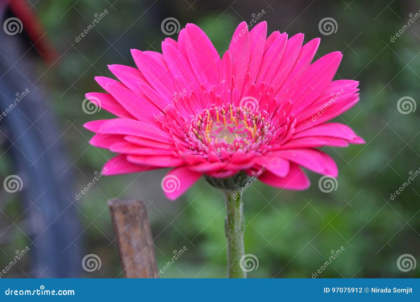 Flower stock photo. Image of cute, outdoor, plant, flower 97075912