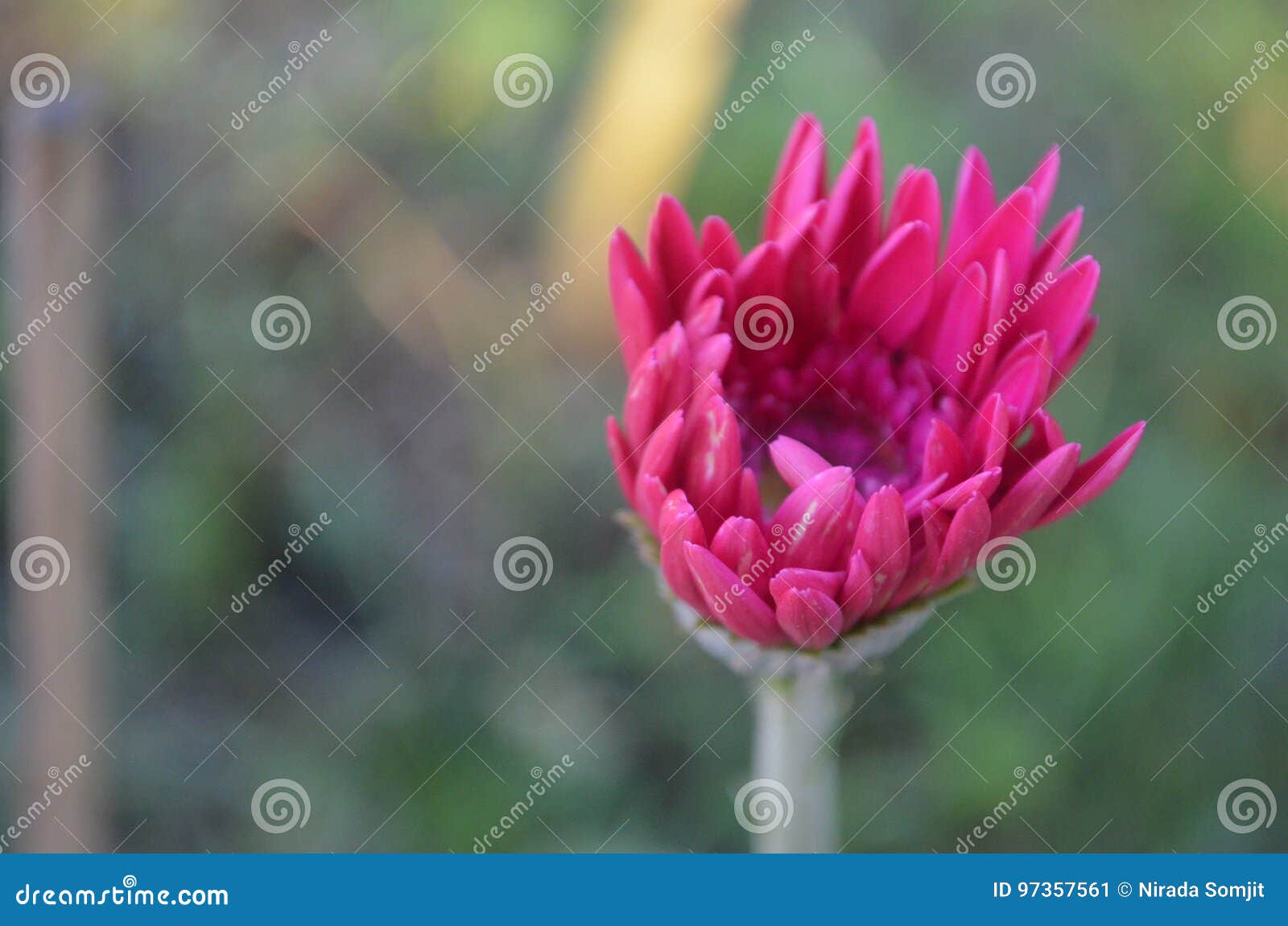 Flower stock image. Image of wildflower, cute, blooming 97357561