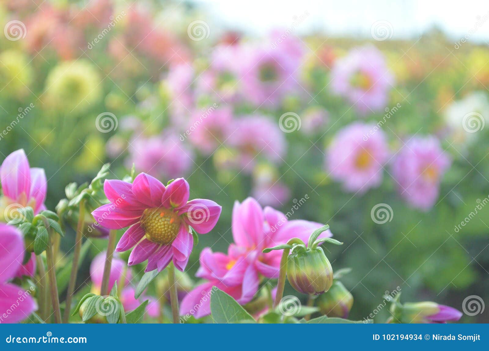 Flower stock photo. Image of flowers, cute, lovely, blooming 102194934