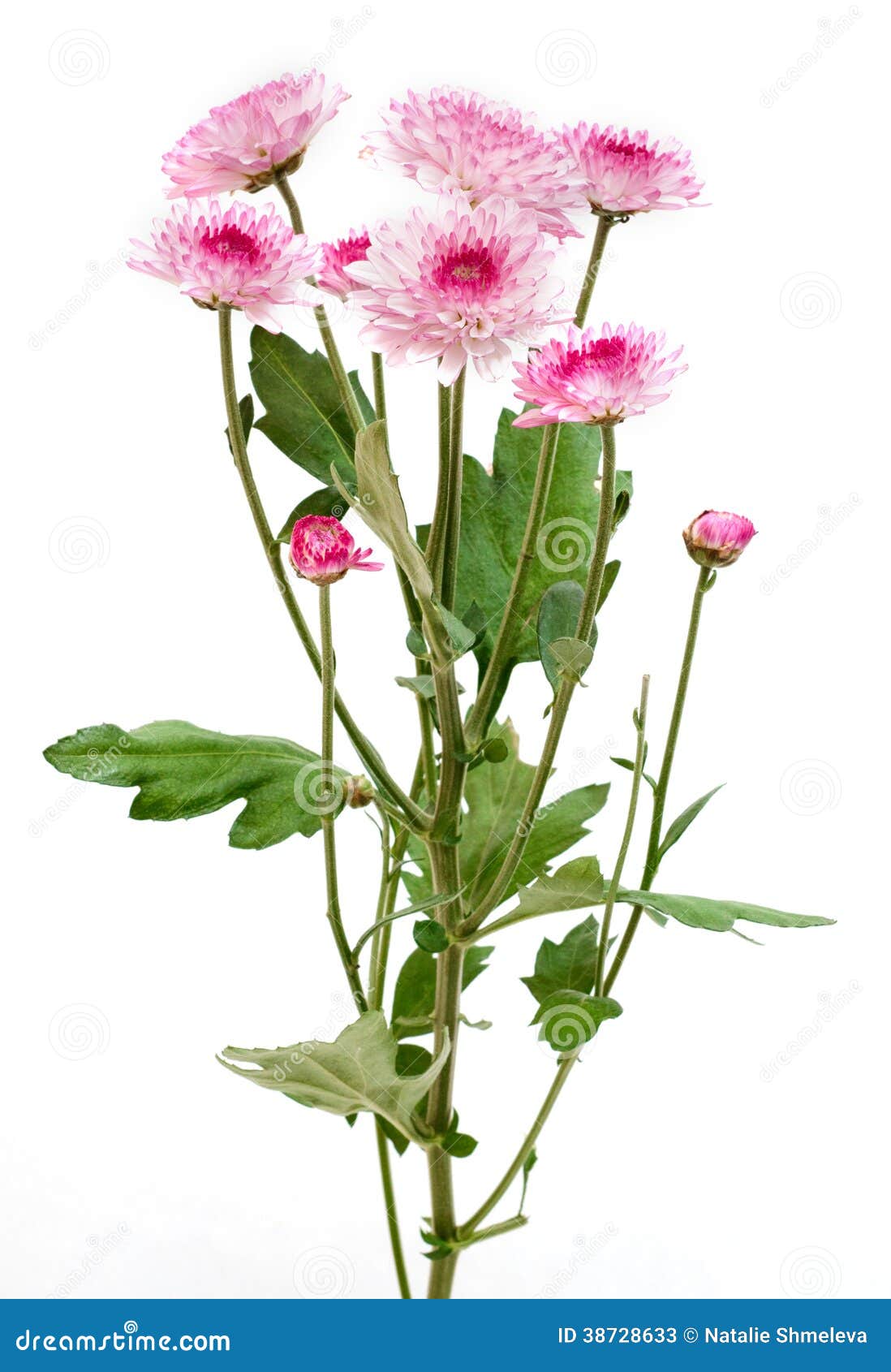 Flower stock image. Image of beautiful, gift, plant, celebrating - 38728633