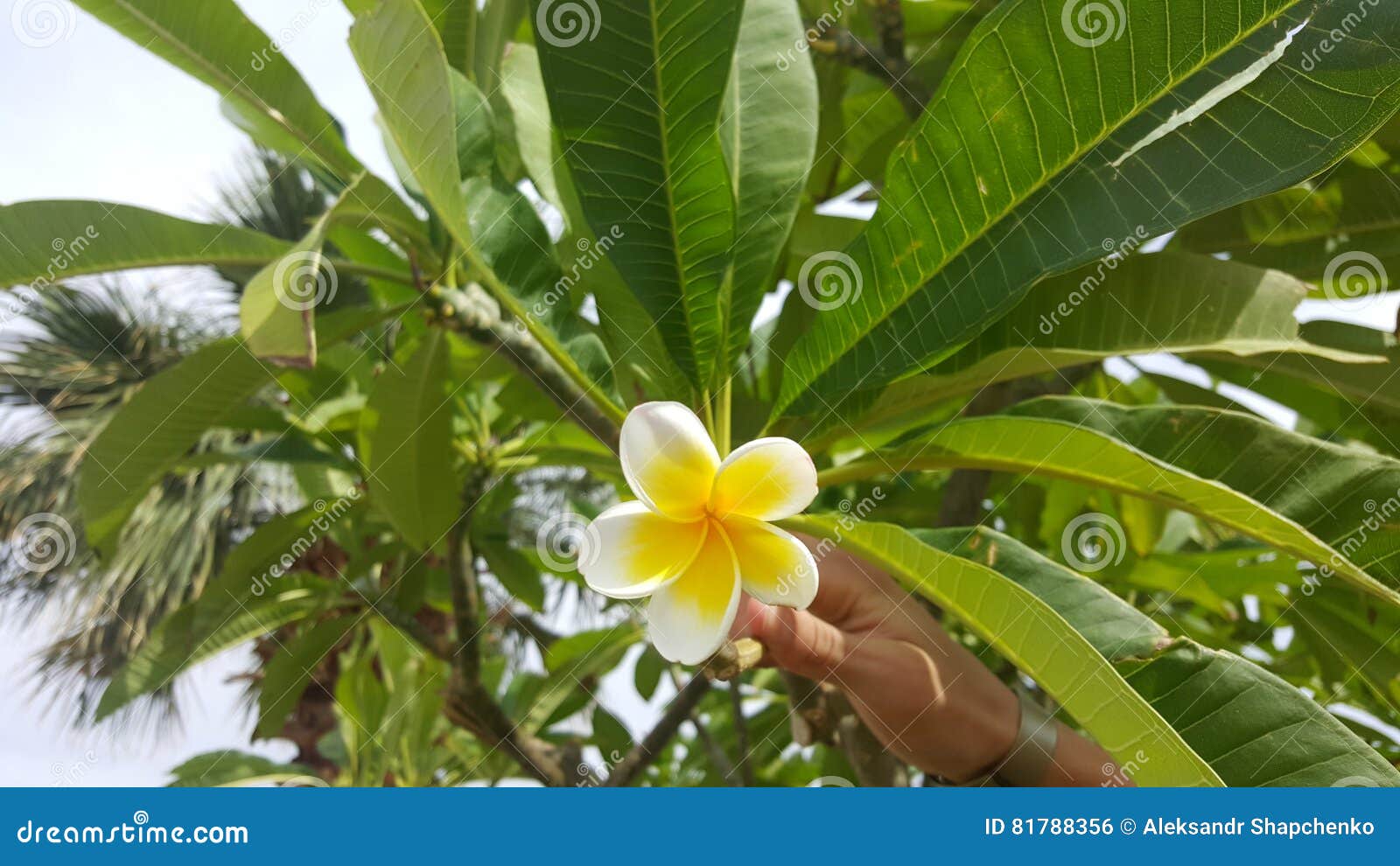 Flower stock photo. Image of beautiful, tree, egypt, flower 81788356