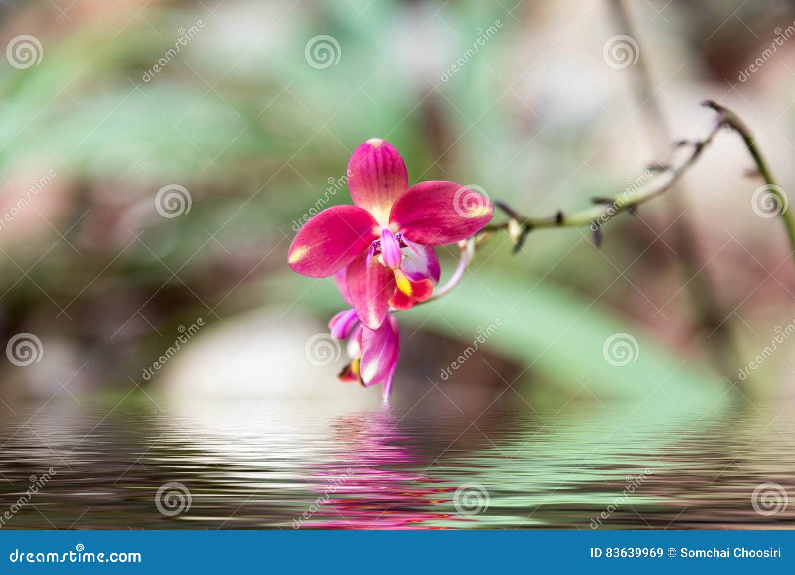 Flower Beautiful Water Reflection Stock Image Image of fragility