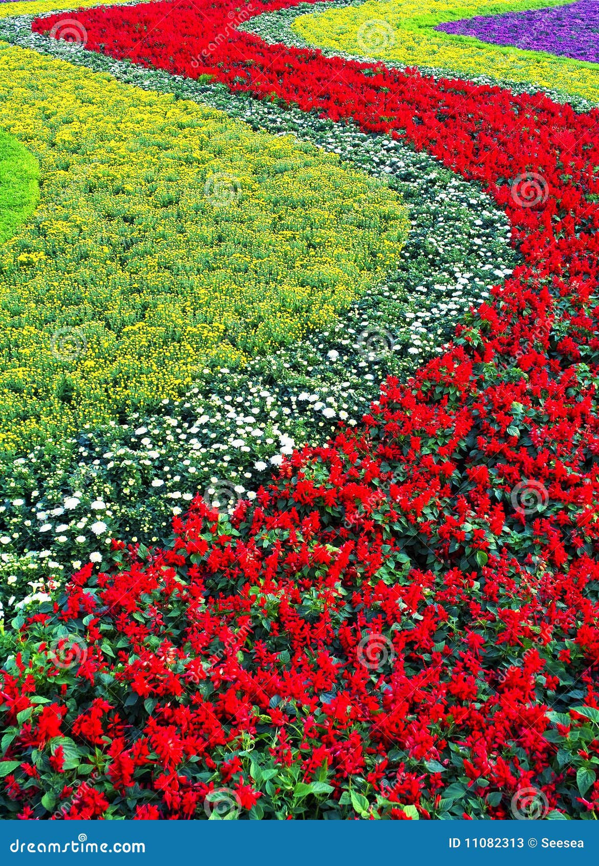Flower bed stock image. Image of crop, flora, land, color 11082313