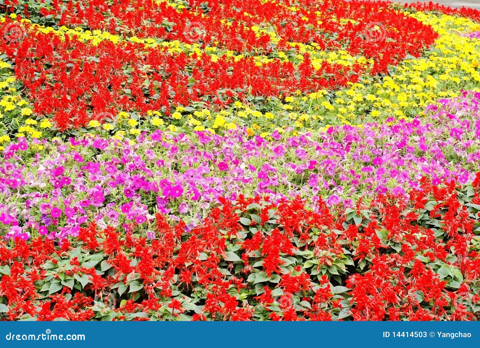 Flower bed stock image. Image of plants, flowers, flower - 14414503