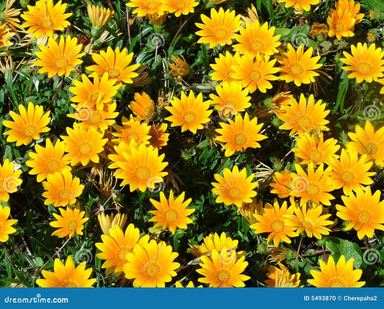 Flower bed stock photo. Image of yellow, summer, plant 5493870