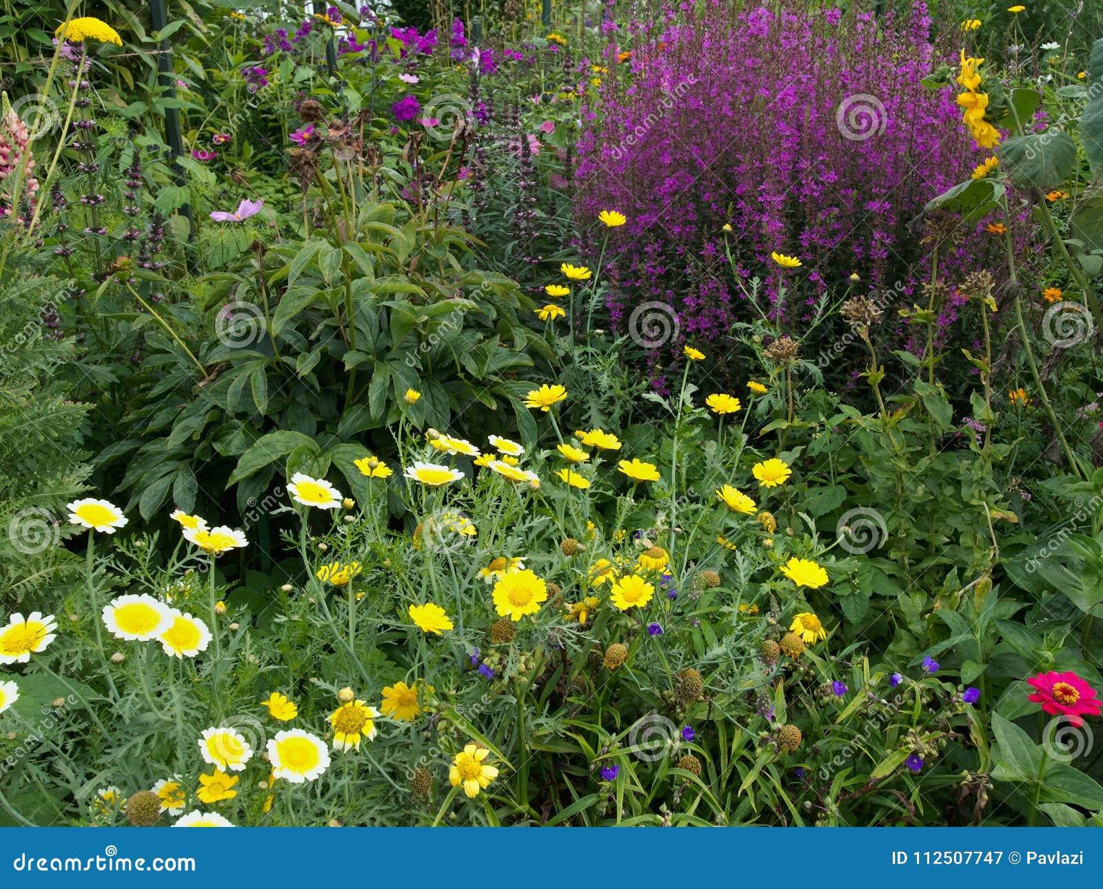 Flower Bed In The Country Garden Stock Image Image Of Rustic