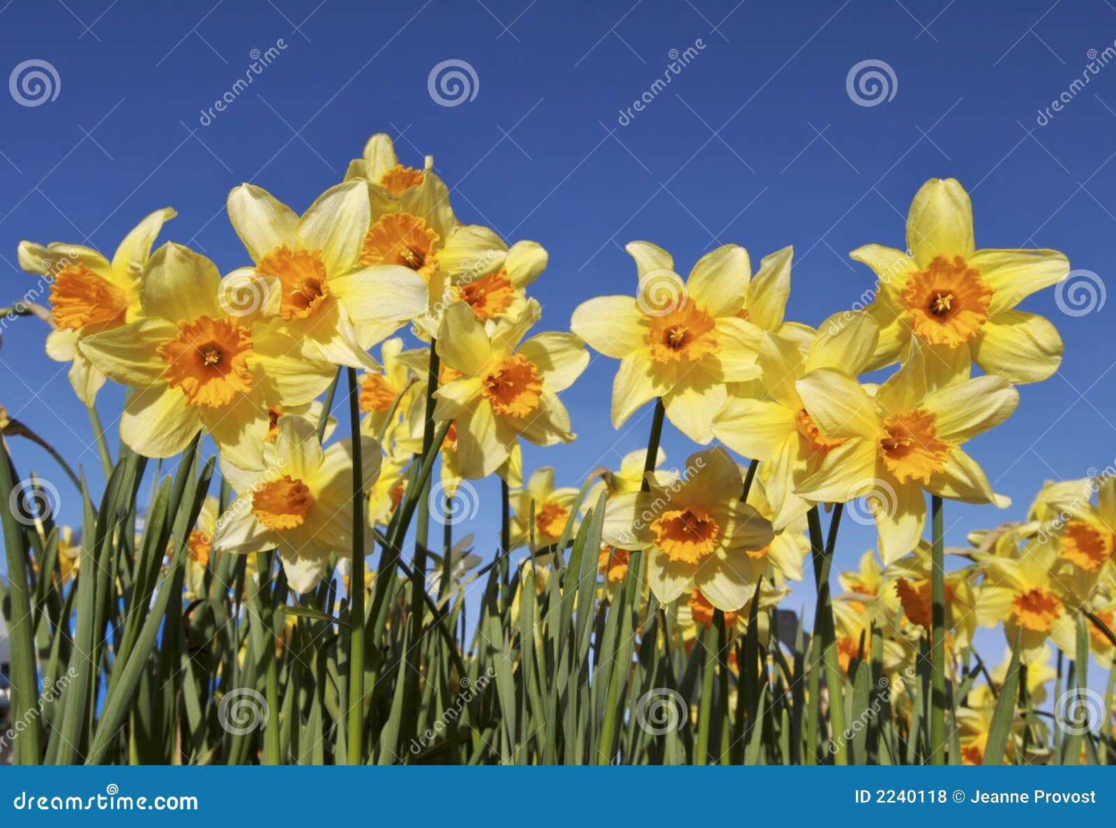 Flower Bed of Daffodils stock photo. Image of leaf, tall 2240118