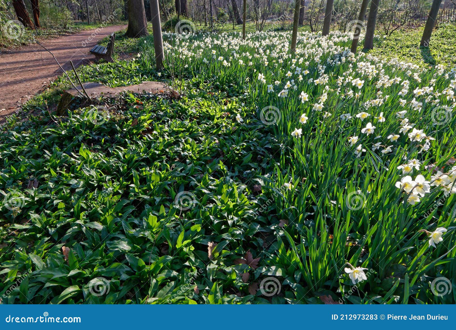 A Flower Bed of Daffodils Along the Path Stock Image Image of center