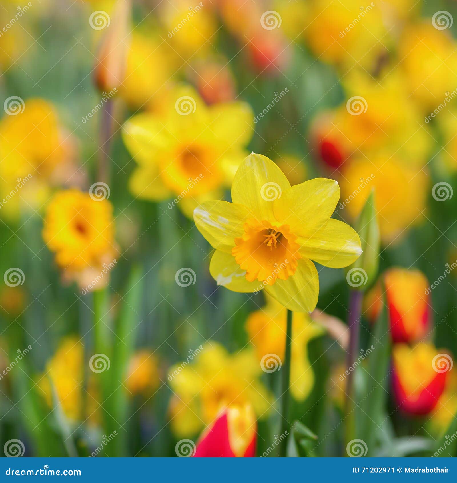 Flower bed with daffodils stock image. Image of daffodil 71202971