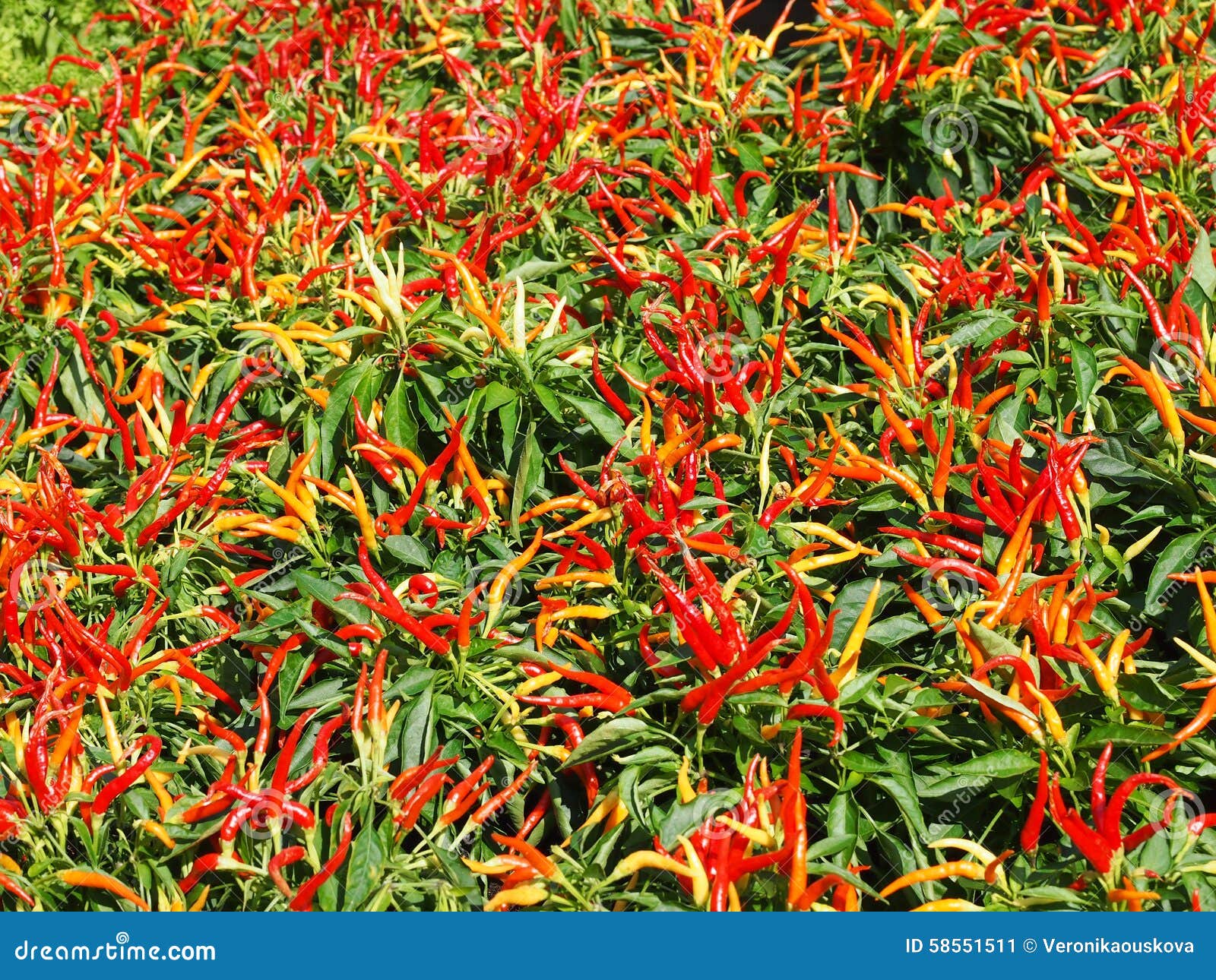 Flower Bed Full of Chilli Pepper Plants. Stock Image Image of summer