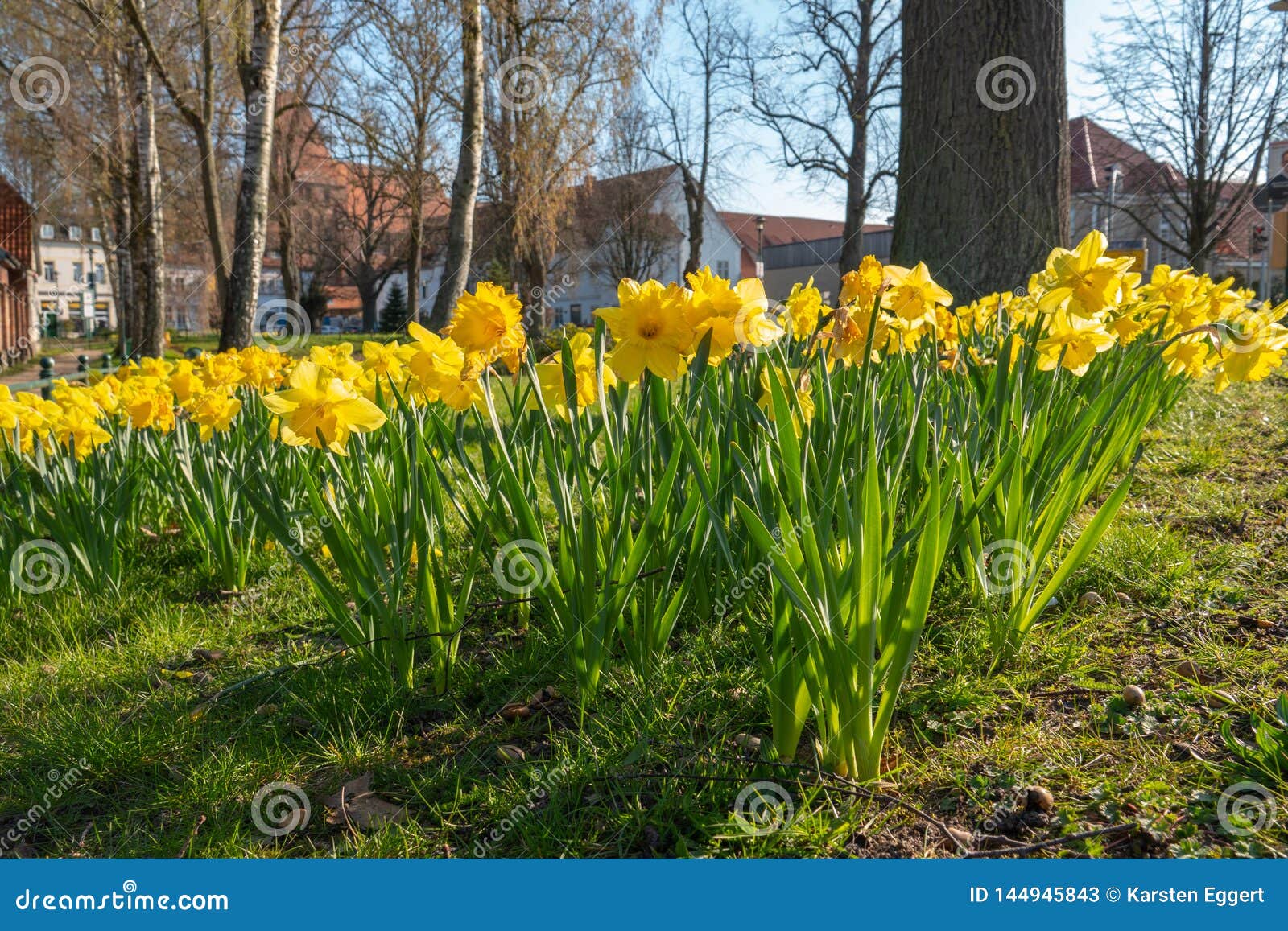 Flower Bed Full of Daffodils in Spring Stock Image Image of daffodils
