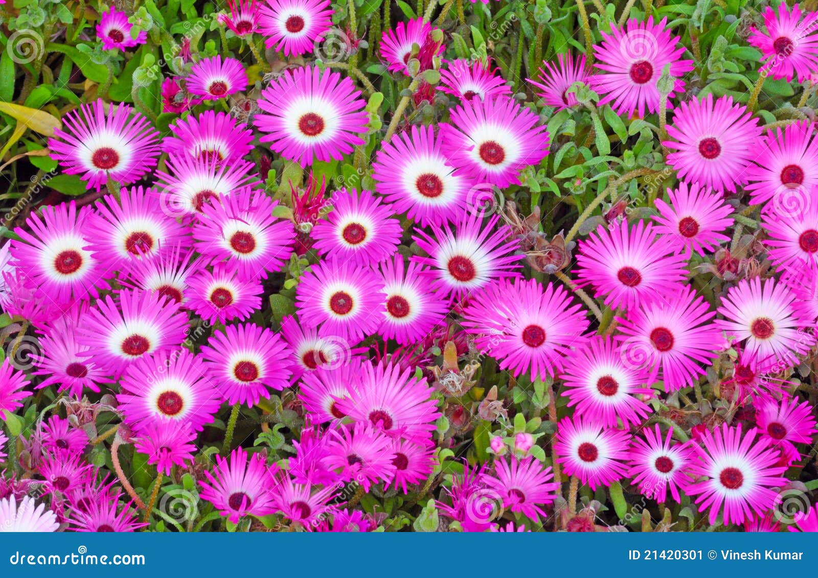 333 Flower Bed Ice Plant Photos Free Royalty Free Stock Photos From Dreamstime