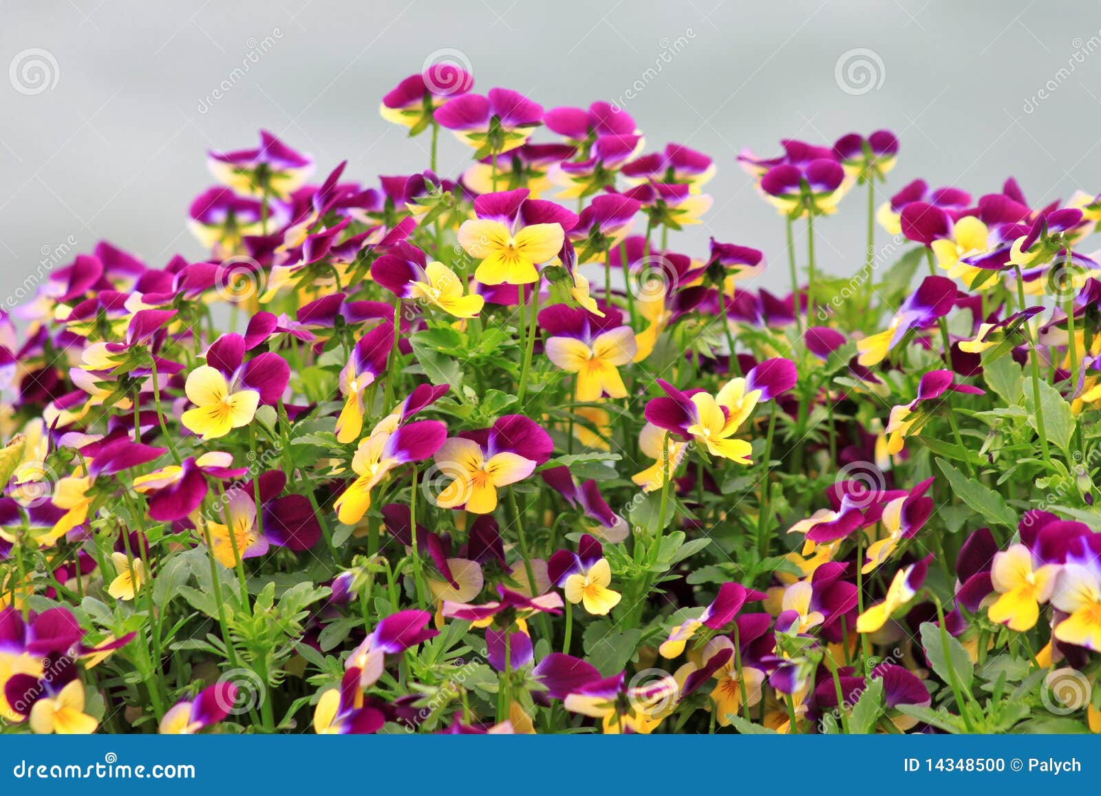 Flower bed of pansies_2 stock photo. Image of background 14348500