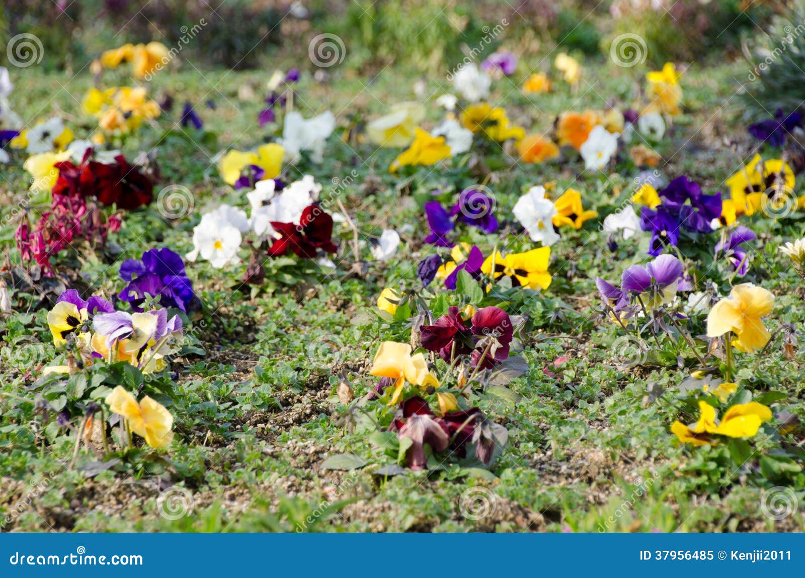 Flower Bed of Pansies Flower Bloomed Stock Image Image of gardening