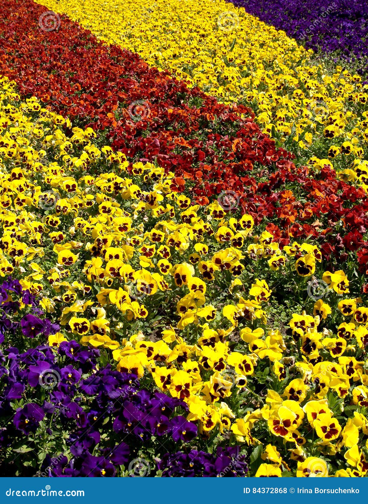 Flower Bed from Pansies, Summer Stock Photo Image of pansies, color