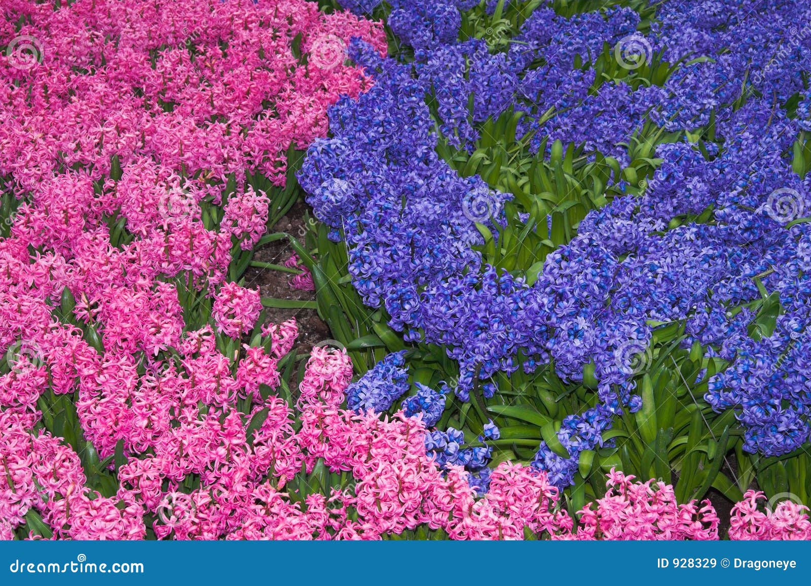 Flowerbed of Pink and Lilac Hyacinths Stock Image Image of rosy