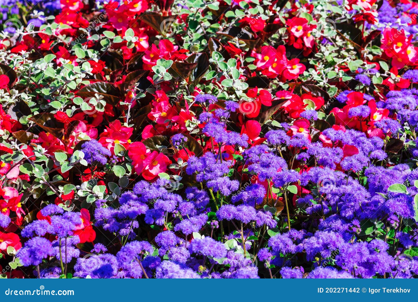 Flower Bed with Purple and Red Flowers Stock Photo Image of beautiful
