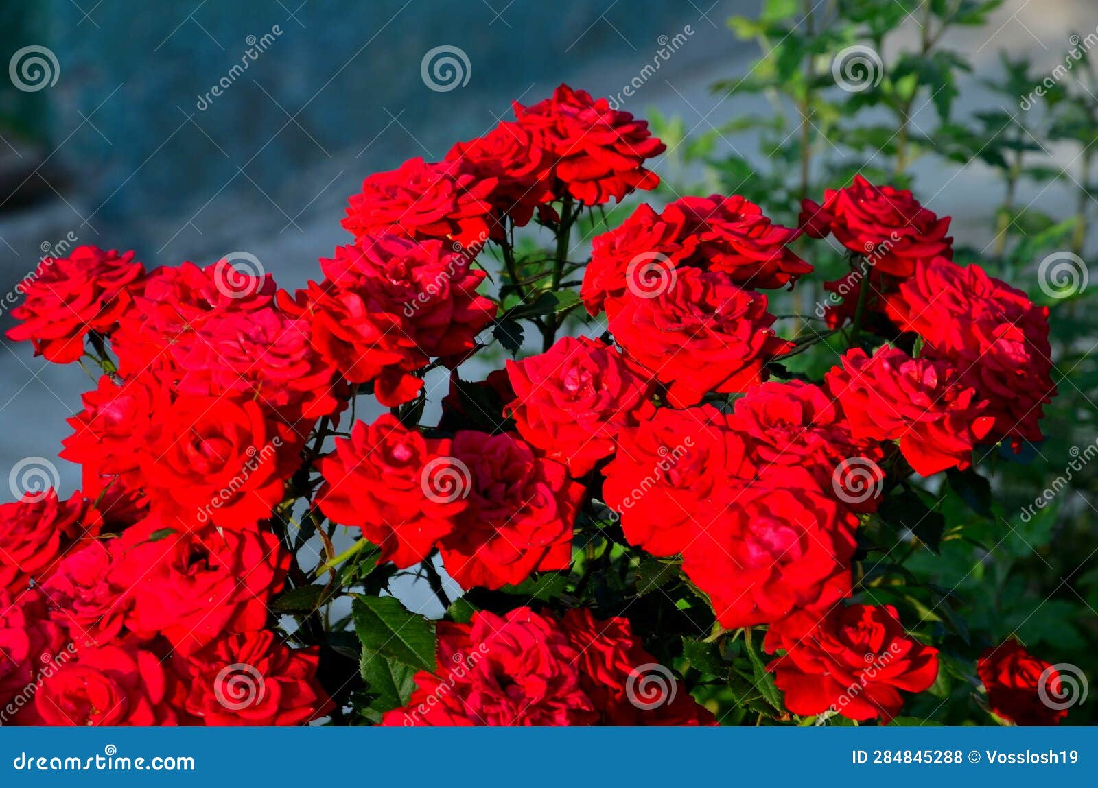 Flower bed with red roses. stock photo. Image of green 284845288