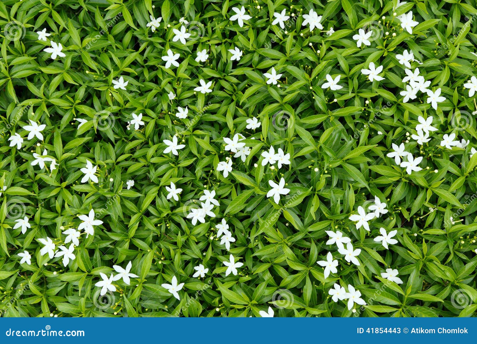 Flower bed stock image. Image of plant, beds, romantic 41854443