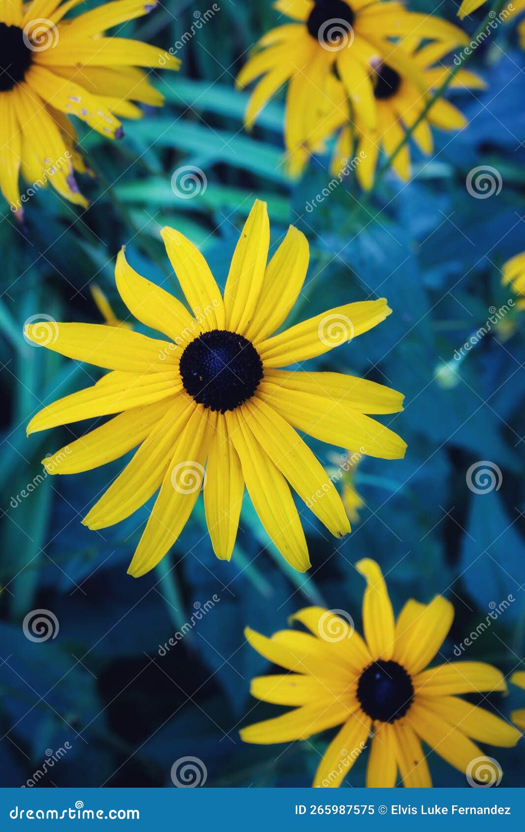 Flower Bed, Toronto, Ontario, Canada Stock Image Image of wildflower