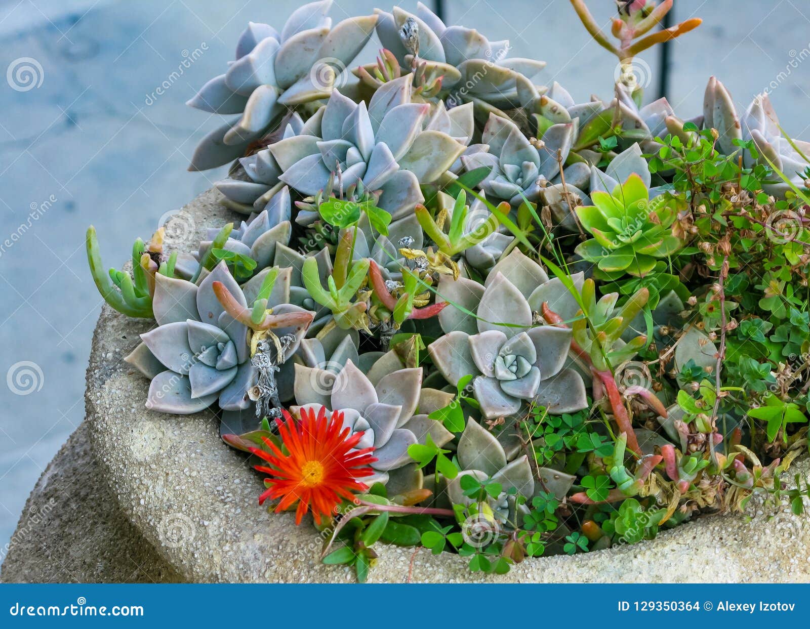 Flower Bed with Various Cacti, Red Flower and Grass Stock Photo Image
