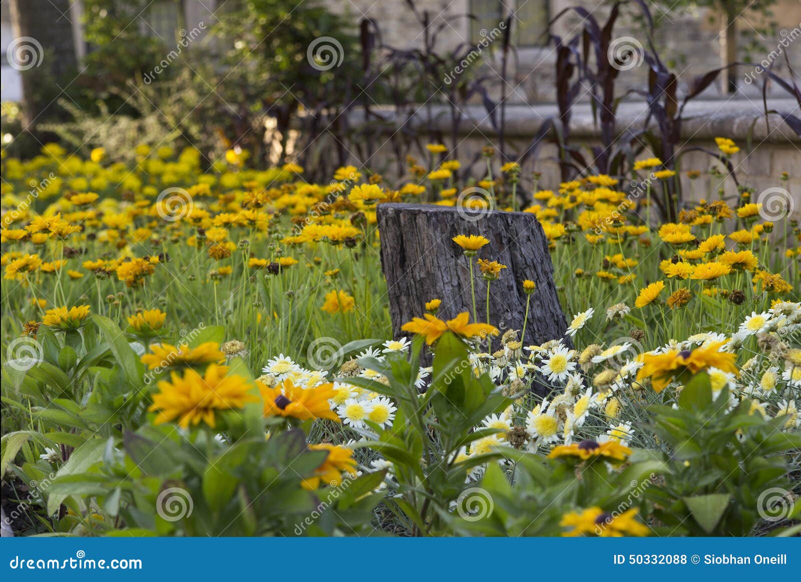 Flower Bed of Yellow Flowers and Daisies with Tree Stump Stock Photo