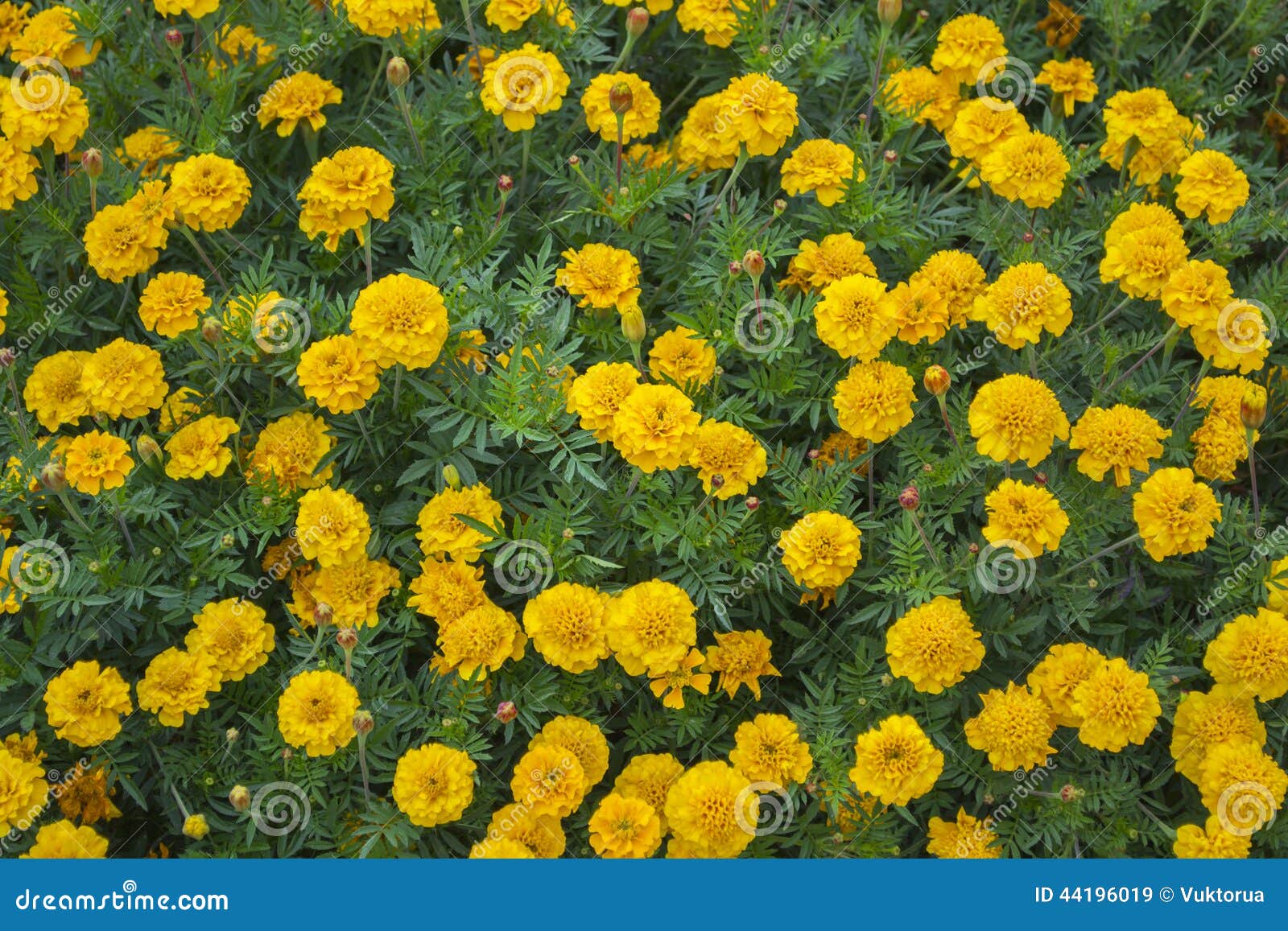 Flower Bed of Yellow Marigolds Stock Image Image of blossom, tagetes 44196019