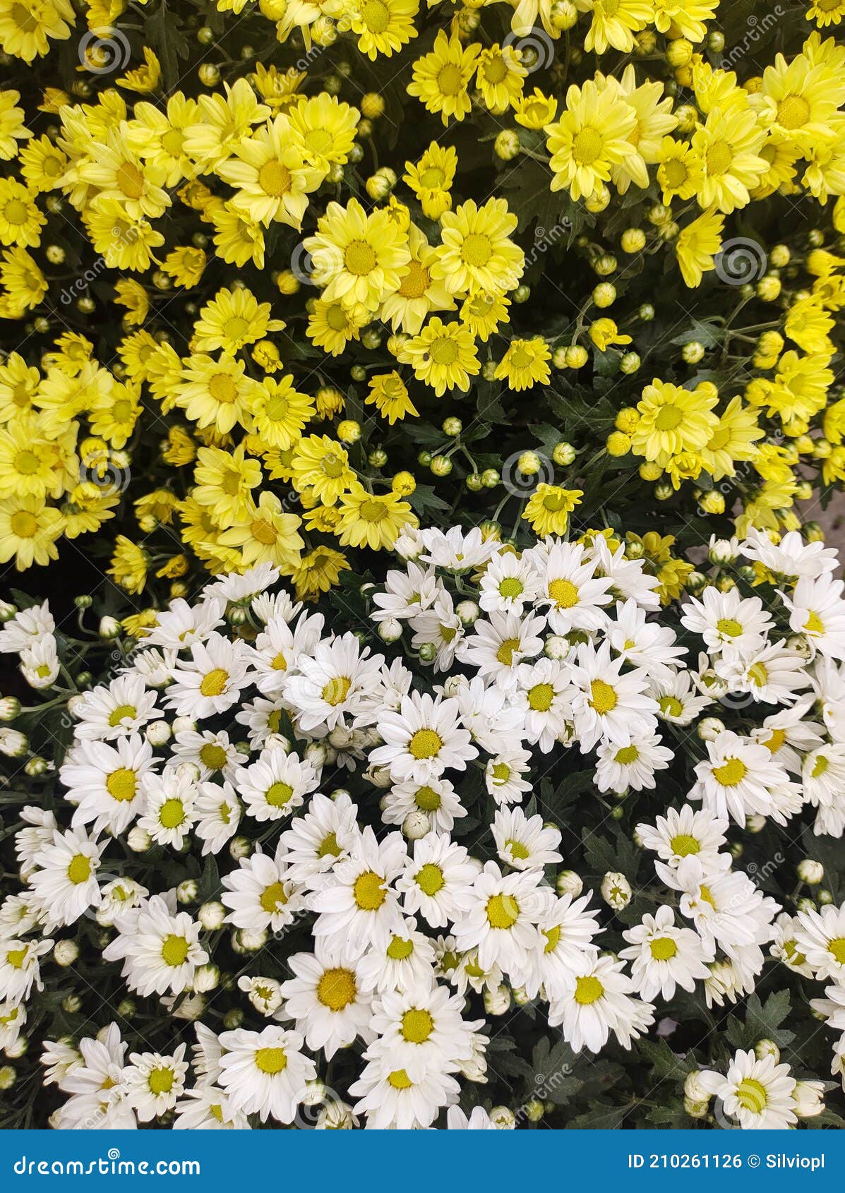 flower bed with yellow and white chrysanthemums half and half.