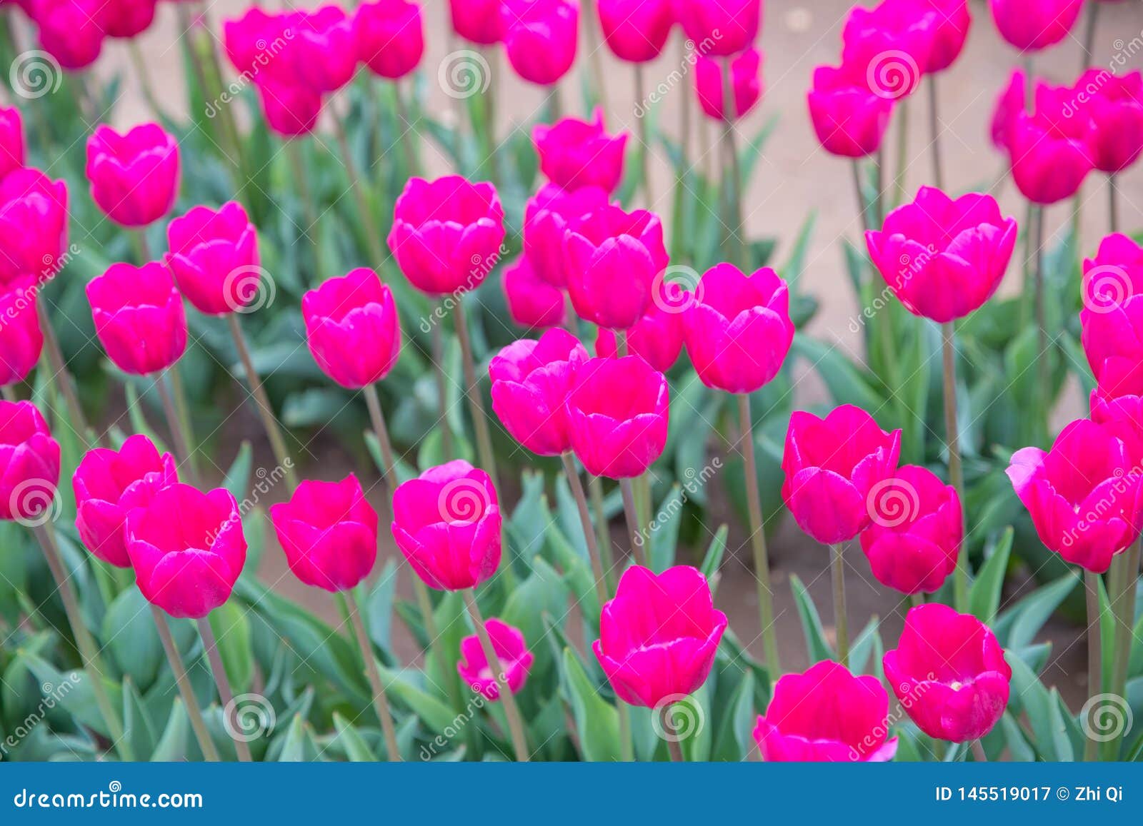 flower beds with colorful tulips in the tulip festival new jersey