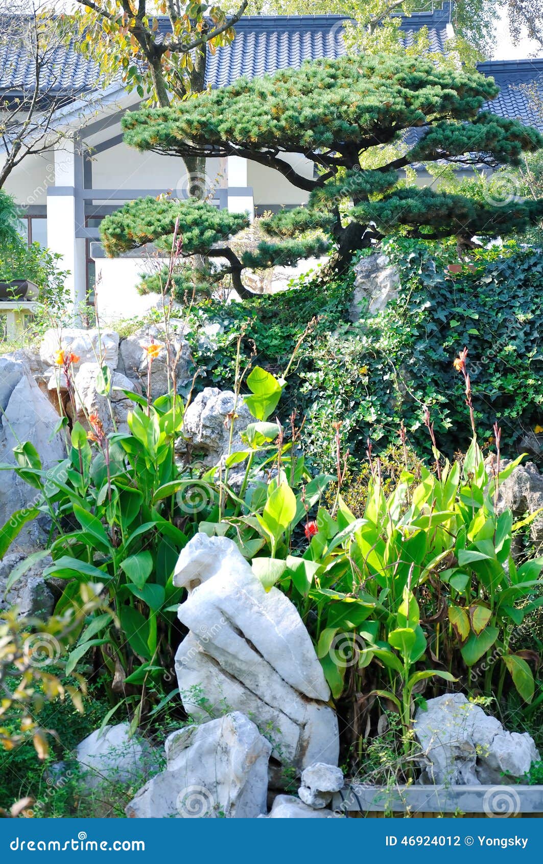 The flower beds stock photo. Image of bonsai, asia, flower 46924012