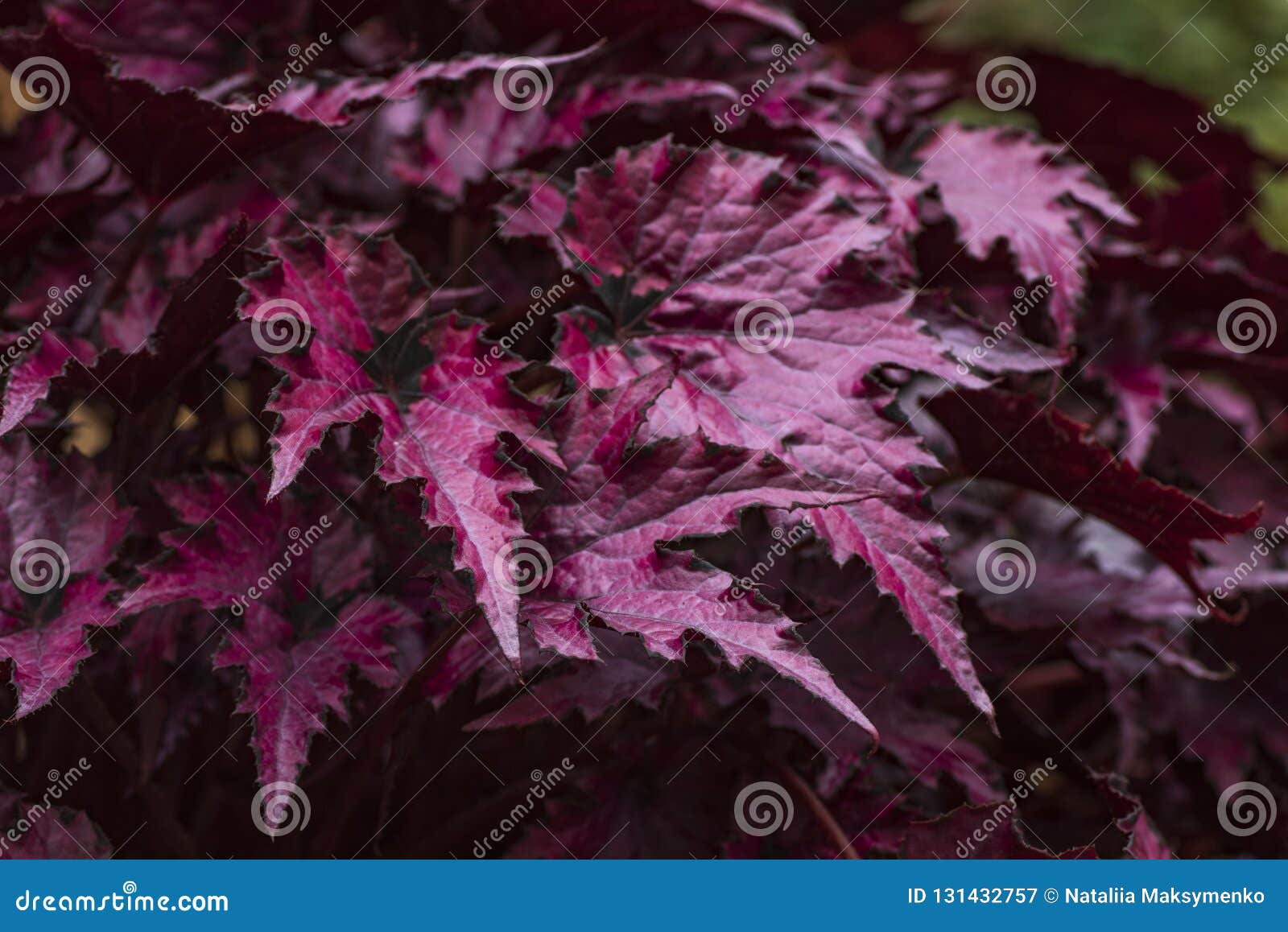 The Flower of Begonia, the Purple Leaves of Begonia, the Sharp Leaf. Stock  Image - Image of floral, fresh: 131432757