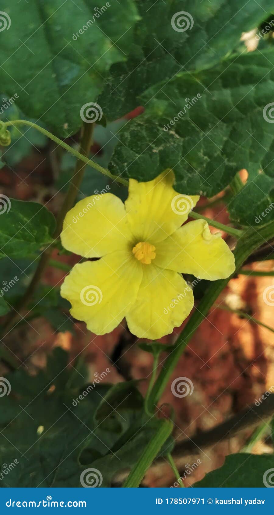 Flower of Better Melon Vegetable Stock Image Image of food, produce