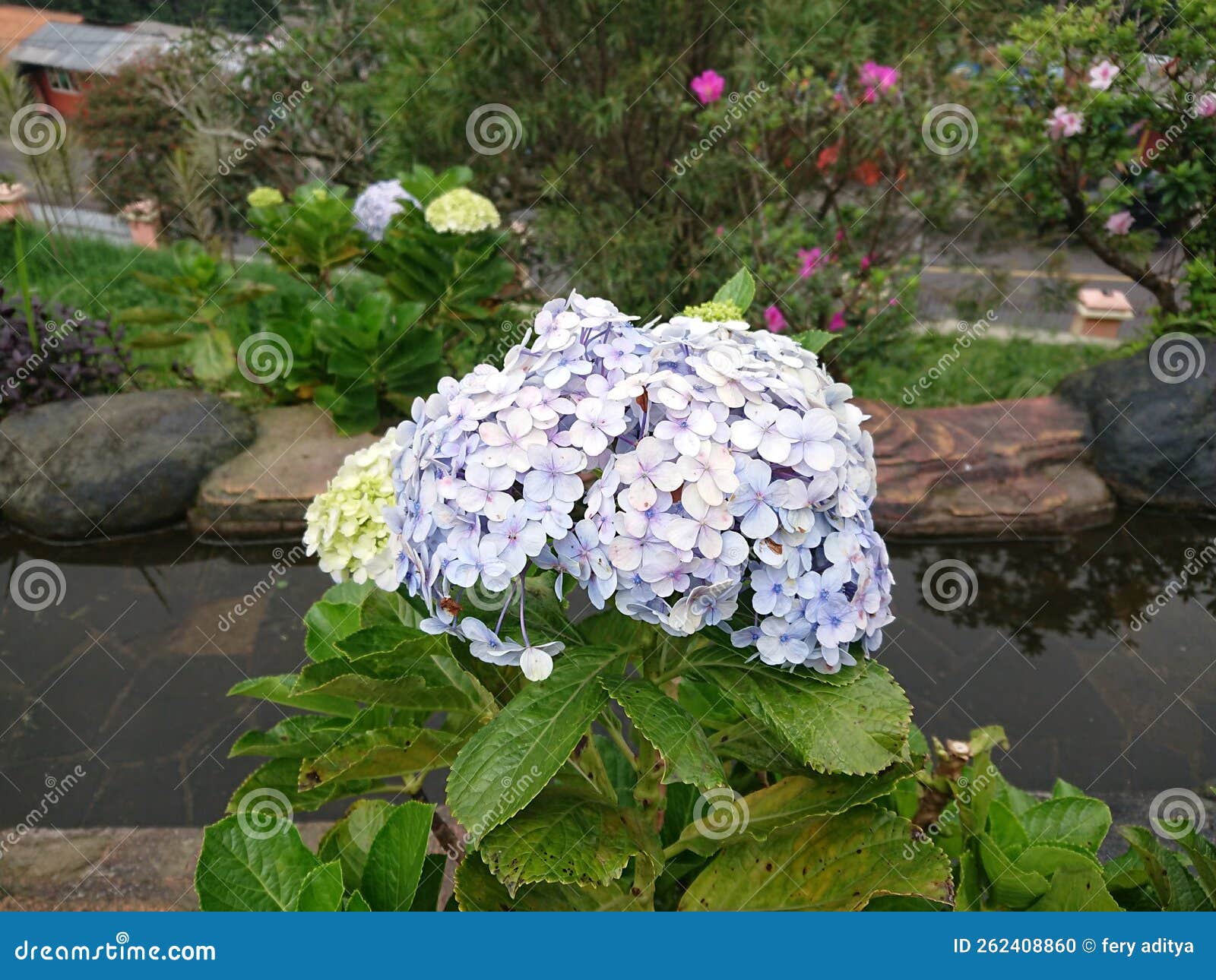 Flower at Beutifull Place in Puncak Bogor Stock Photo Image of