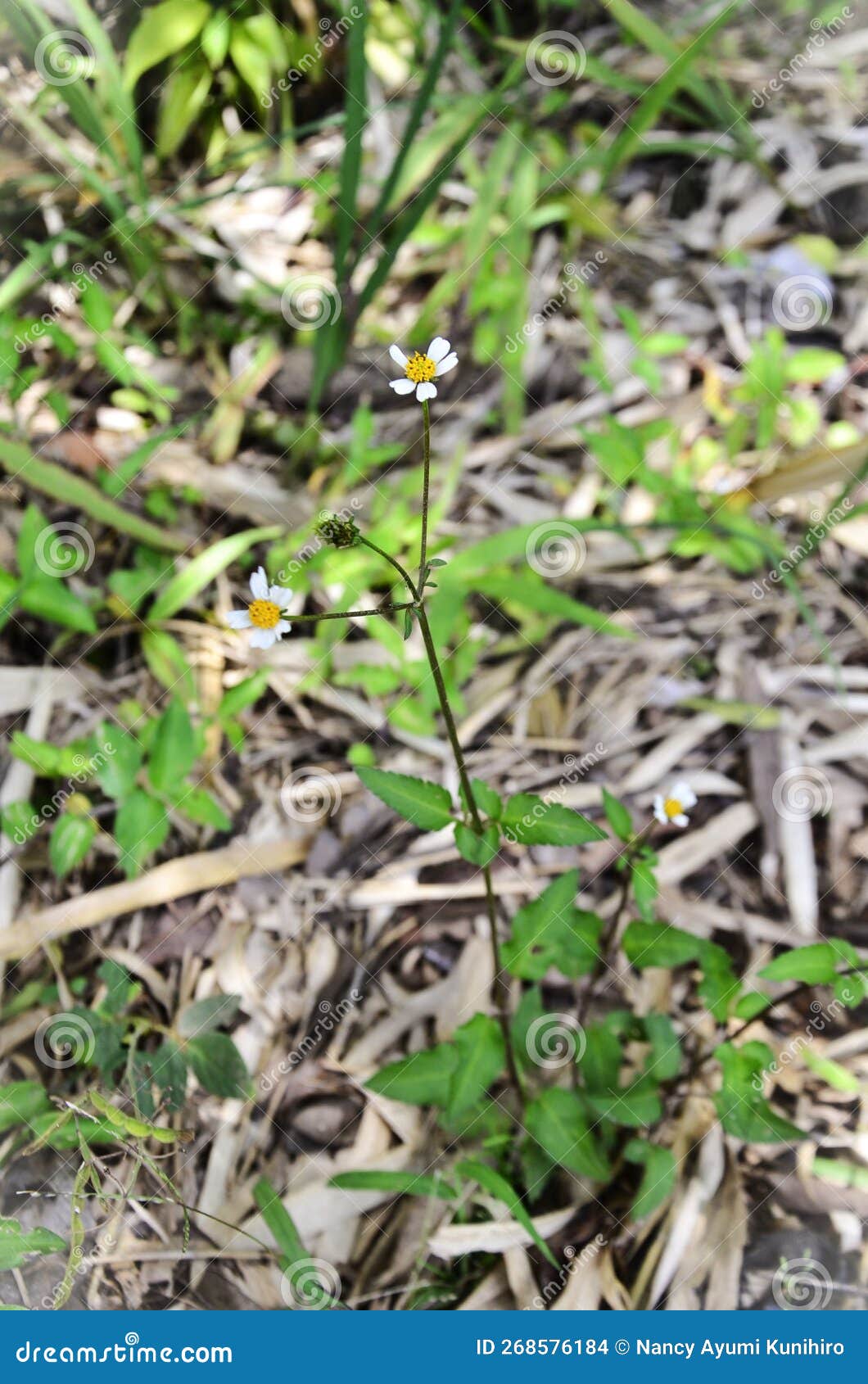 the flower of bidens pilosa in the bush