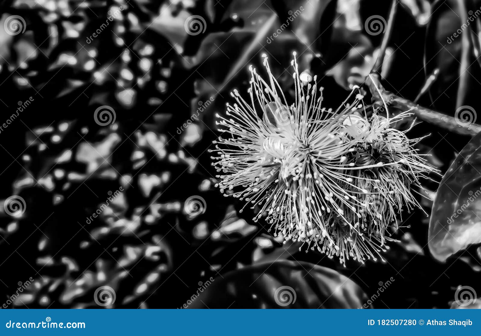 flower in blackandwhite