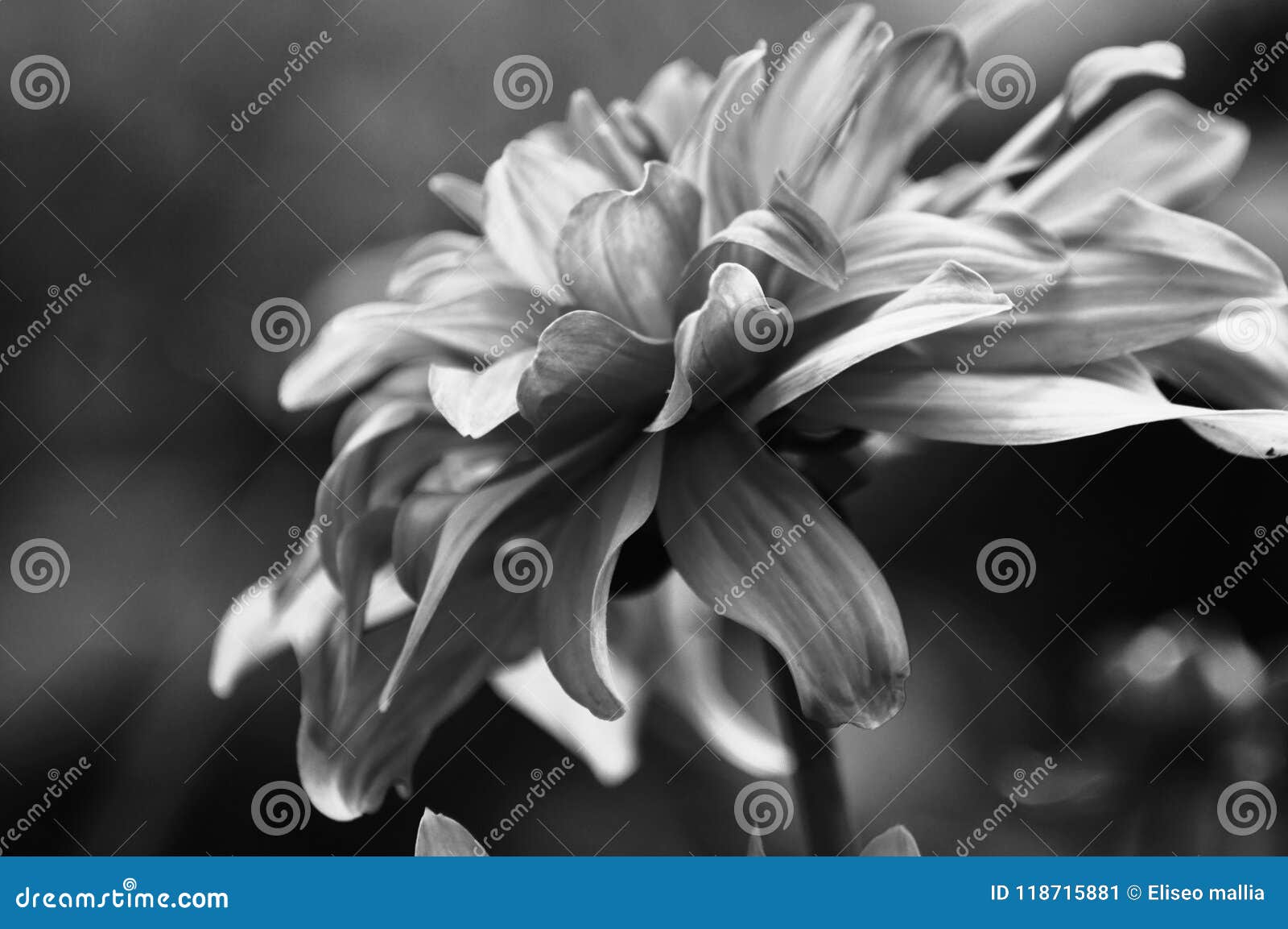 flower in blackandwhite