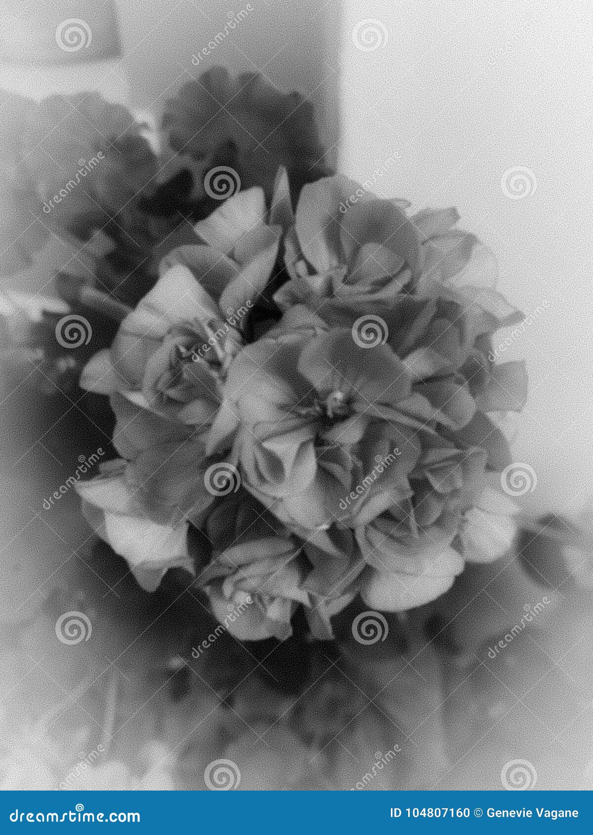 flower, blackandwhite, gray